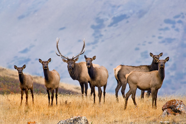 elk in the wild