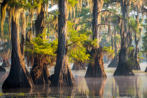 The beautiful cypresses in Caddo Lake on a calm summer morning.