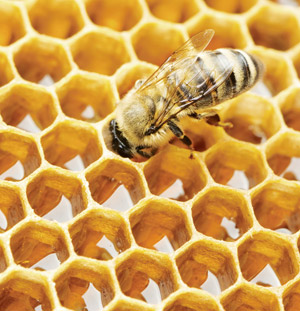 honey comb