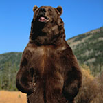 basic watercolor wash