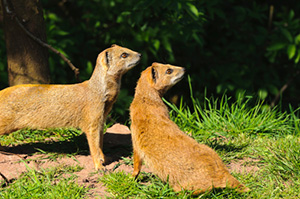 Mongooses