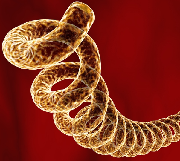 Spiral-shaped bacterium that causes syphilis