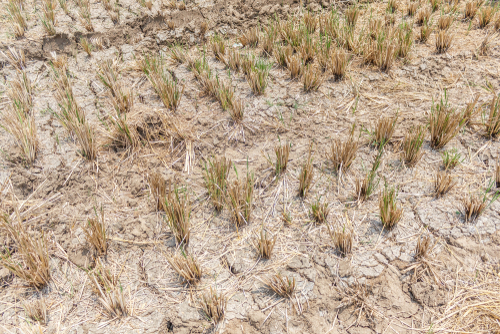 dried farm land during summer season due to water scarcity