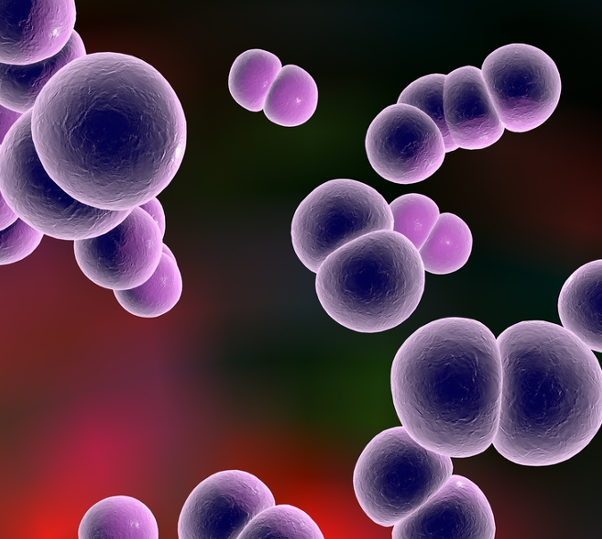 Chlamydia bacterium