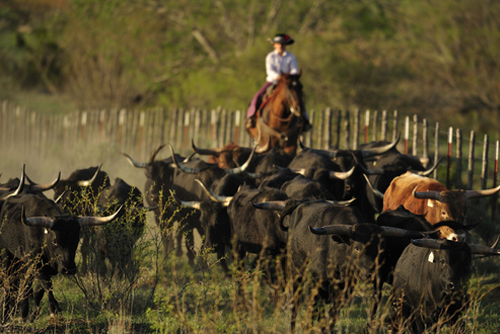 Cowboy gathering Texas longhorn