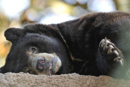 american black bear adult male laying down, santa clarita mountains, california. similar grizzly or brown bear huge hairy predator carnivore yogi usa.