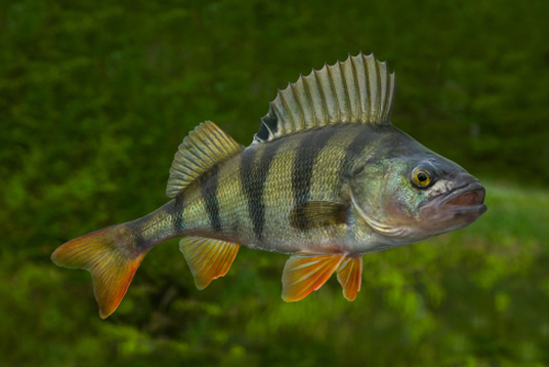 Live perch fish isolated on natural green background.