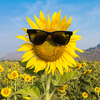 sunflower with sunglasses