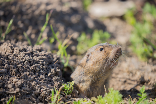 Botta's Pocket Gopher - Thomomys bottae, peeking out from its burrow.