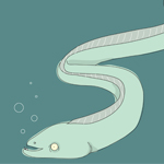 eel