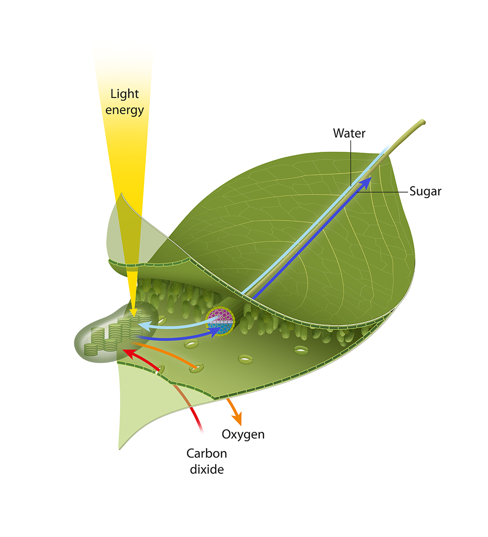 Leaf photosynthesis