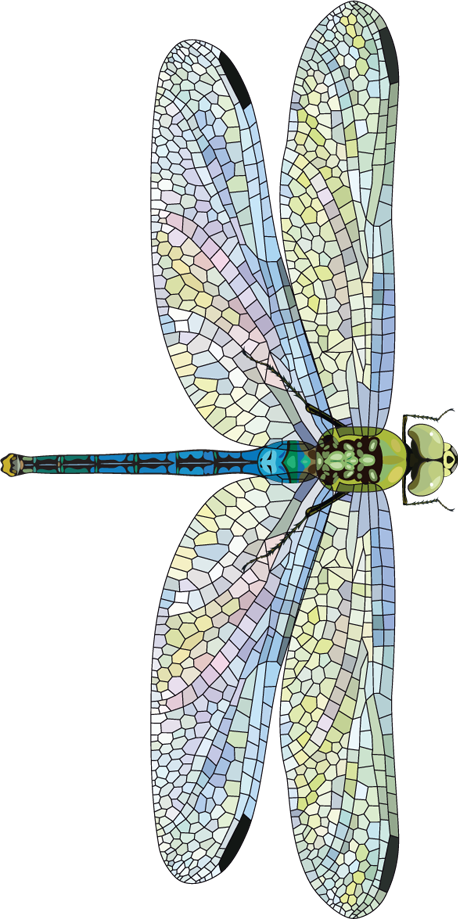 Dragonfly measuring 6.0 - 6.1 cm