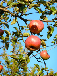 apple tree