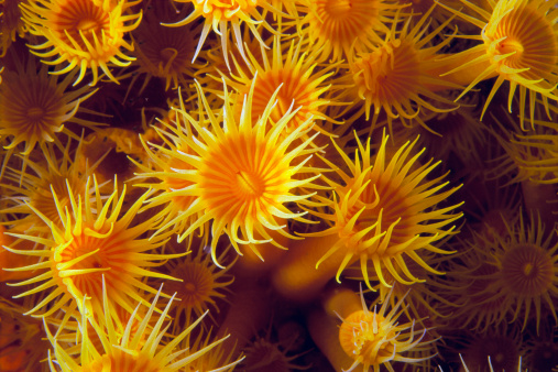 sea anemones