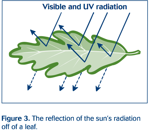 visible and U V radiation