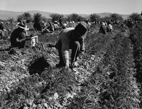 Carrot pullers harvesting in Coachella Valley, California.