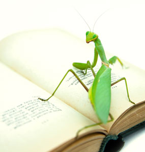 praying mantis crawling on top of an open book