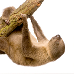 sloth