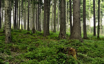 Mature Forest