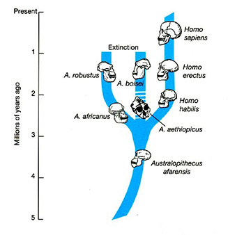 Possible Hominid Family Tree