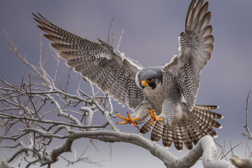Peregrine Falcon in New Jersey