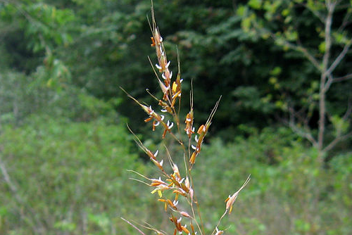 Sorghastrum nutans, sandstone cobble of Daddys Creek, Cumberland County, Tennessee.