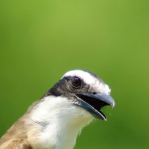 Closeup of a bird