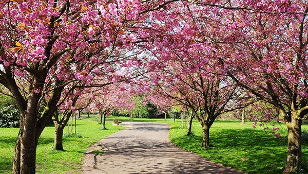 cherry blossom trees