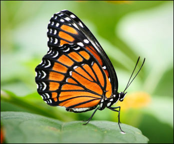 Viceroy Butterfly