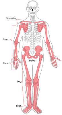 appendicular skeleton