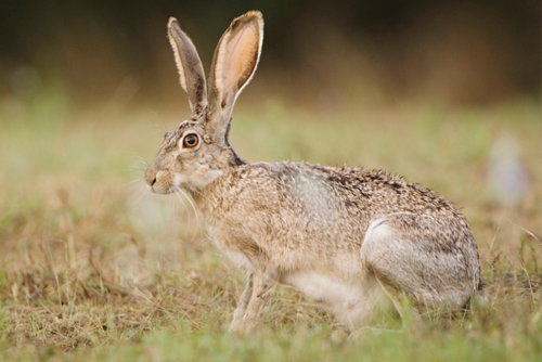 Black-tailed Jackrabbit, Lepus californicus, adult, Uvalde County, Hill Country, Texas, USA, April.