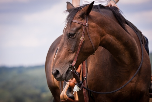 Horse tied up to a tree.