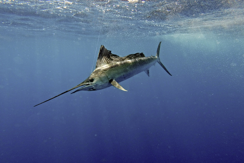 Underwater Sailfish