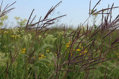 tall grass prairies