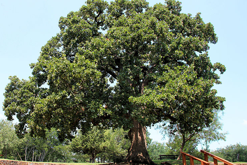 Post Oak (Quercus stellata) in Grapevine Springs Preserve, Coppell, Texas, United States.