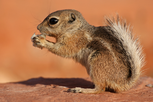 Antelope Ground Squirrel