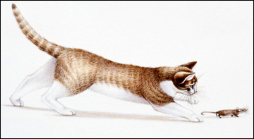 Cat chasing a field mouse