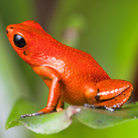 Red Frog