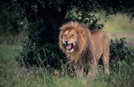 Animal Habitats
