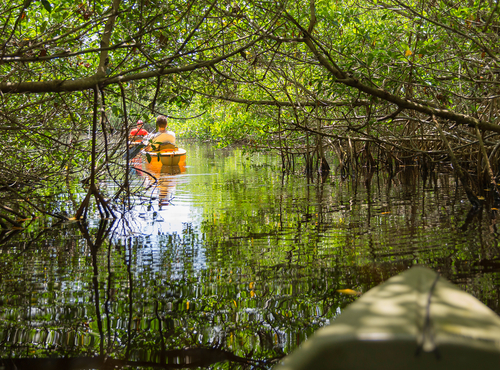 Kayaking in mangrove tunnels in Everglades National park, Florida, USA.