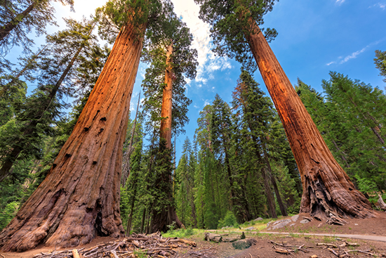 Redwood trees in California