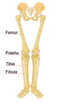 Leg Bones