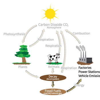 Carbon Cycle