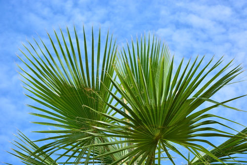 Sabal palmetto (Cabbage palmetto) leaves against cloudy blue sky.