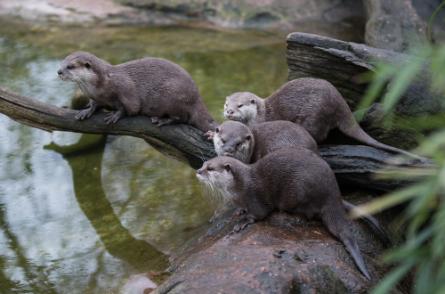 Cute Otter family.