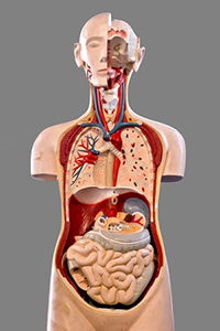 Anatomy Model
