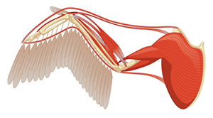 Postdlf, Licensed through CC-SA-BY 3.0 (http://creativecommons.org/licenses/by-sa/3.0/), via Wikimedia Commons