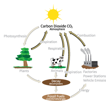 Carbon Cycle