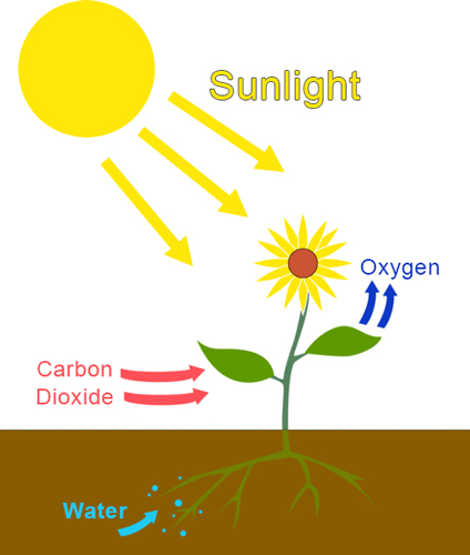 Photosynthesis