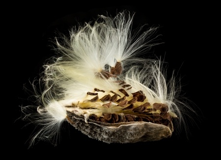 pappus and seed